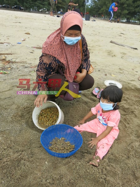 居住双溪乌浪的罗娜驾车数十公里到吉里望海边，与女儿一起挖蚌。