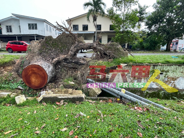 大树倒下超过一个月，树桩未移除，损坏的沟渠也无人维修。