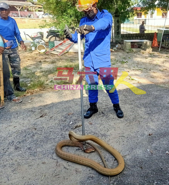 民防局队员使用捉蛇工具将眼镜王蛇制伏。