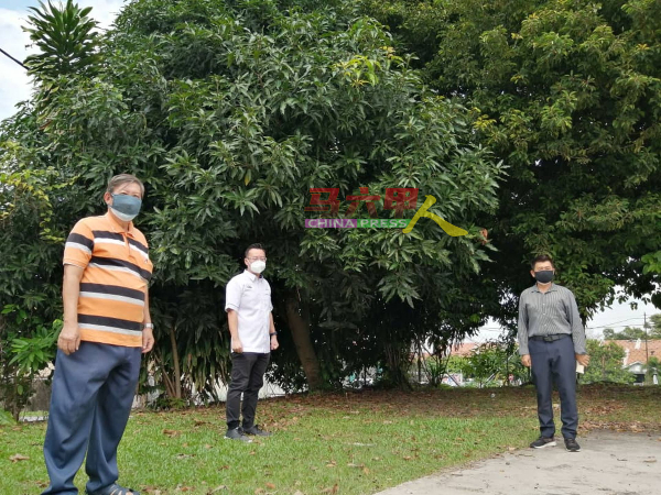 戴佛淞（左起）、蔡求伟、林千宏，查看草场的茂盛大树。