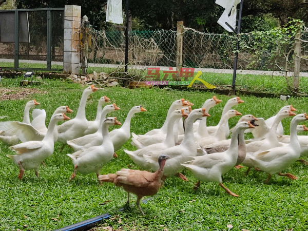 ■榴梿餐厅所饲养的鹅，让访客体会田园生活。