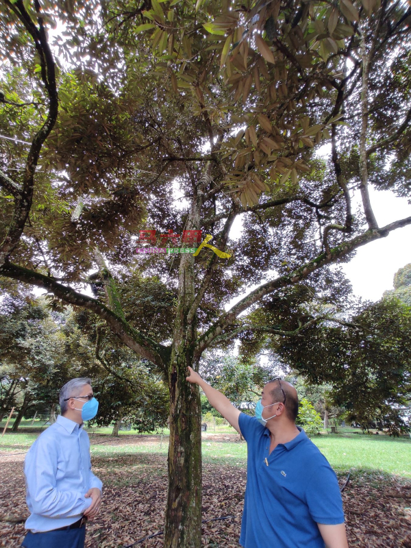 戴国祥（右起）向许金汉介绍其榴梿园所种植的品种。