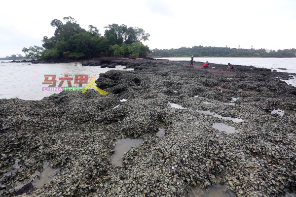 ■陆连岛最尾端，地上岩石布满无数蚵仔壳，蔚为奇观。