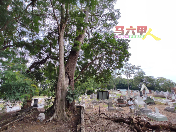 墓园不少大树需鉴定是否安全。
