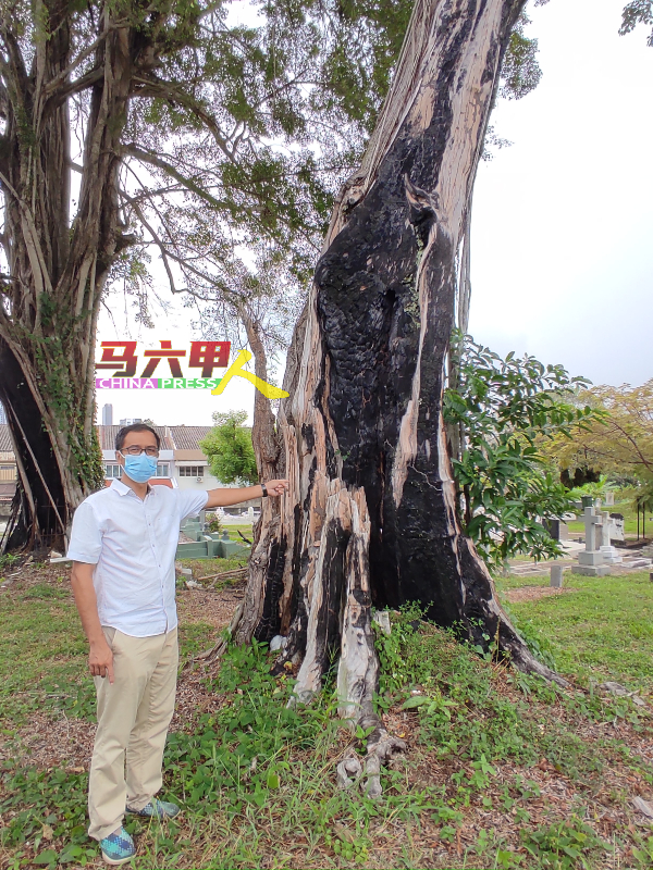 ■李翰霖担忧墓园中被烧或不健康的大树，会随时倒下。