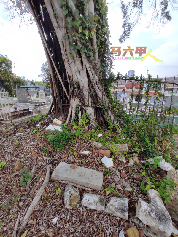 ■大树的树根对周遭的墓碑，也会带来破坏。