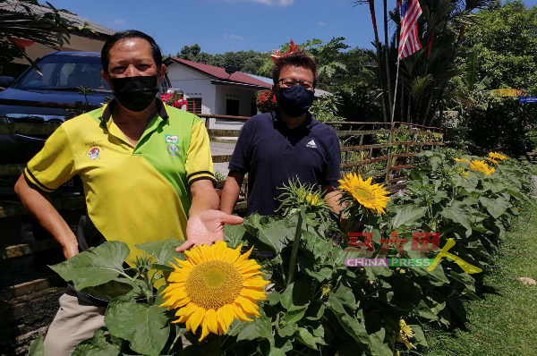 爱极乐新村村委会推动“我们的新村，我们来美化”活动，由村长黄渶禄（左起）带动，在住家外种植80棵太阳花，右为李春源。
