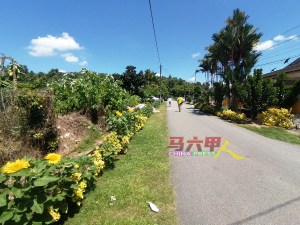 80棵太阳花种在新村第4路，现阶段太阳花街长约500公尺。
