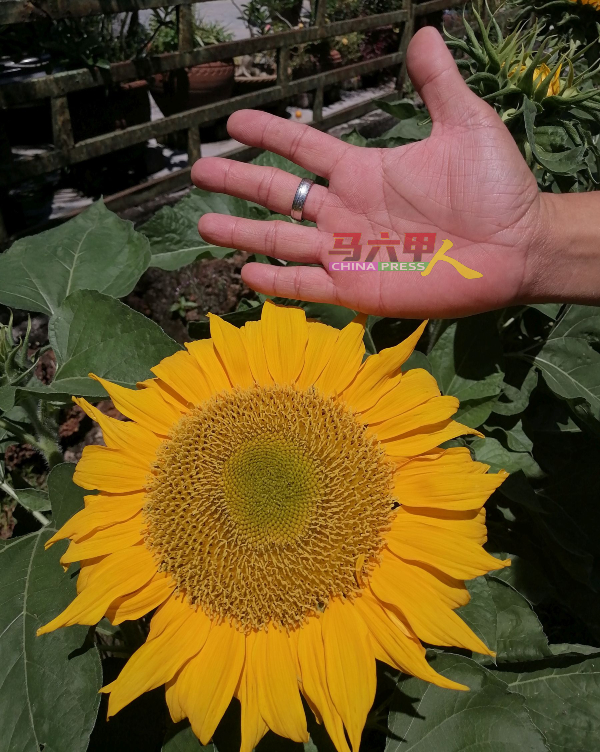 只要勤劳为太阳花浇水和施肥，花朵就会开得大朵，比手掌还大。
