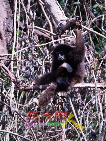 马六甲动物园喜迎白手长臂猿双胞胎宝宝，左起卡米尔及沙丹。小图为白手长臂猿抱着双胞胎宝宝玩耍。