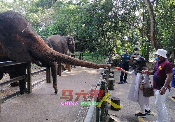 大象与访客互动，接受访客的喂食。