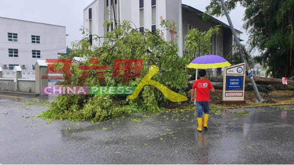 马六甲培风中学前一棵大树倒下，幸无酿成意外。