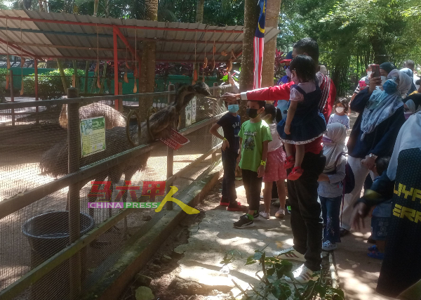 ■鳄鱼园内也有驼鸟园，民众可购食物喂食驼鸟。