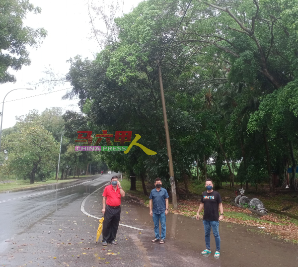 ■蔡求伟（右起）、林千宏及戴佛淞，巡视武吉南眉主要道路茂盛树木情况。