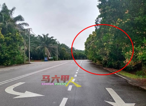 ■通往阿依沙叻新村的道路旁树木，部分已延伸出路面（红圈）。