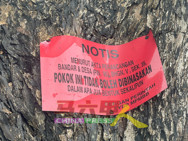 市政厅张贴告示，禁止民众对大树展开任何形式破坏。