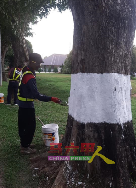 市政厅工作人员为树身刷上液状硫磺。