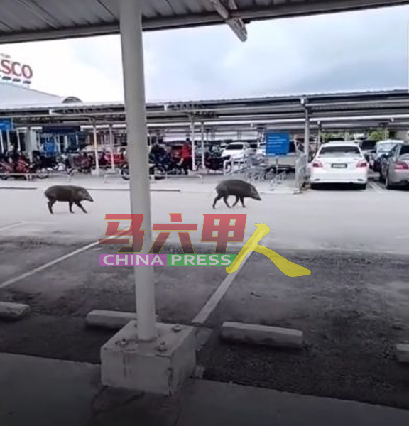 两头山猪出现在霸市的泊车场。（截屏图）