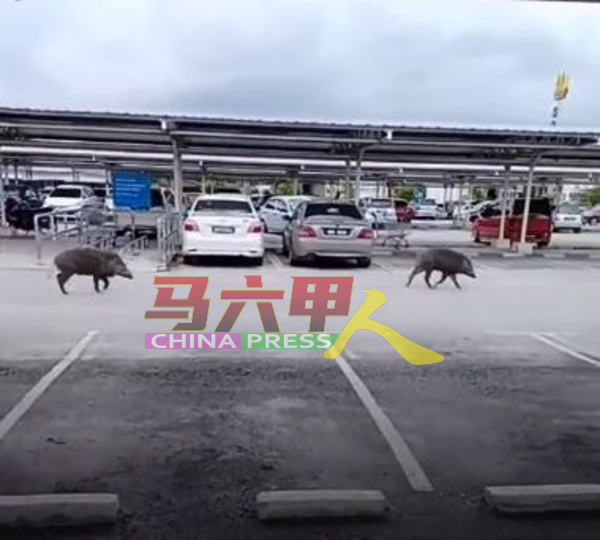 两头山猪出现在霸市的泊车场。（截屏图）