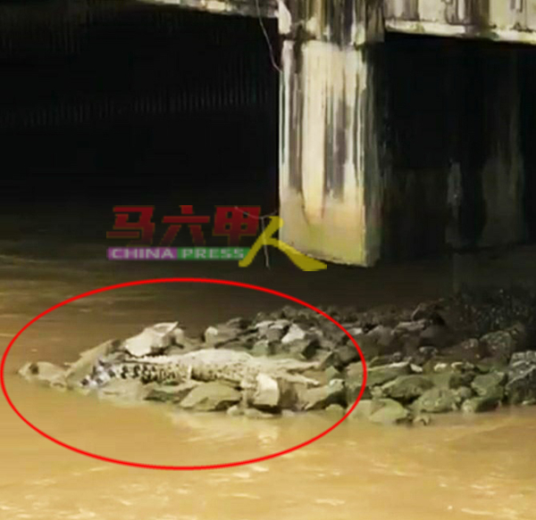 约6尺长鳄鱼在石头上休息约半小时。