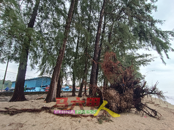 上周发生暴风雨，造成公主海滩多棵松树在强风吹袭及大浪冲击下倒下。