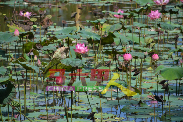 武吉柏灵英休闲公园的莲花池，莲花绽放。（图取自《今日马六甲》）