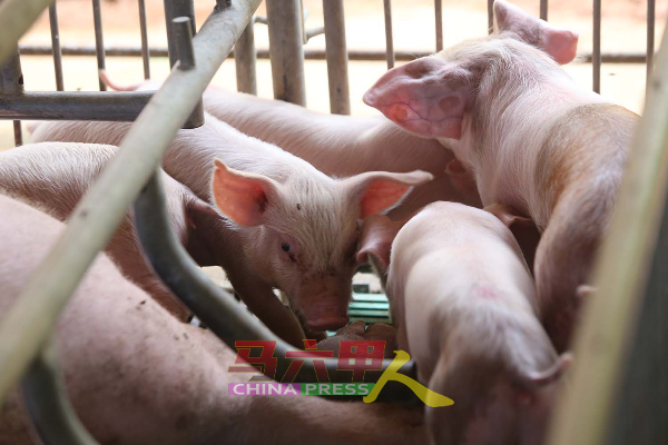 受感染的猪只症状是不吃，导致消瘦后死亡。