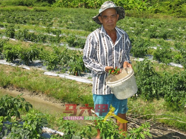 林奕国面对肥料及药水涨价，进一步削减利润。