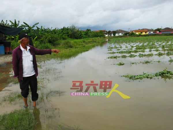 黄亚坤一脸无奈，望着沦为汪洋的蜜瓜及羊角豆园。