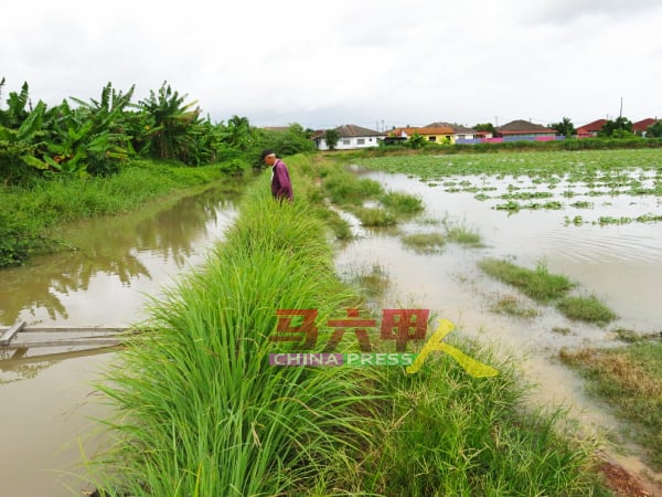 一场豪雨导致沟水倒灌入园内，造成损失。