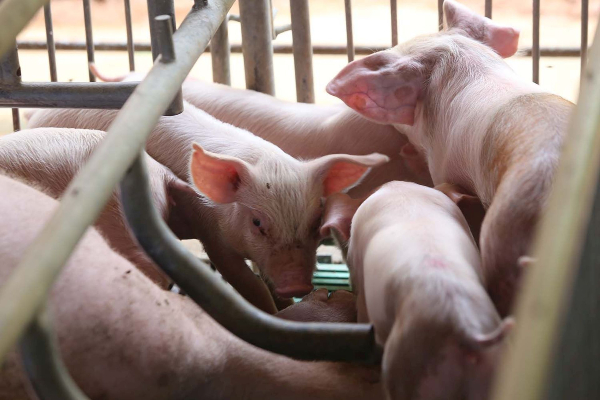 巴也明光迄今共有20间养猪场出现非洲猪瘟。（档案照）
