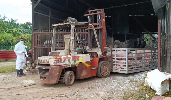 工作人员到其中一家养猪农场，载送猪只前往销毁。