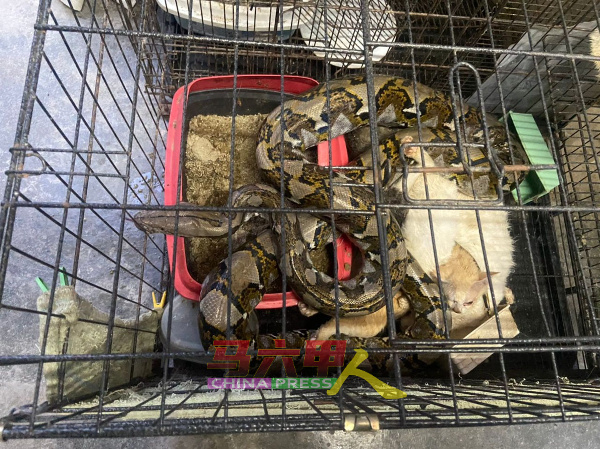 大蟒蛇窜入猫笼咬死4只猫。（民防局提供图片）