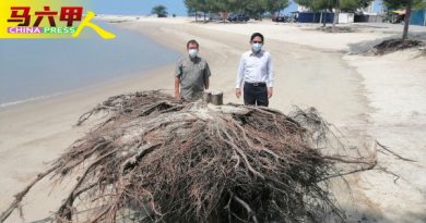 吉里望海边严重海蚀 倒树树根   破坏美景