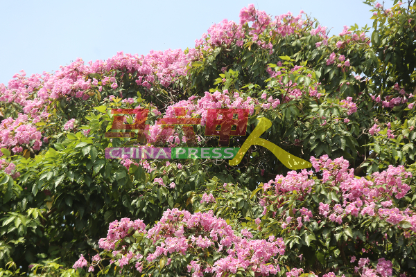 美不胜收的风铃木，常见的有粉红色与白色，而黄色与紫色则较为少见。