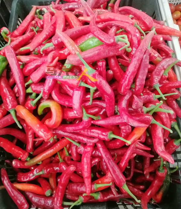 本地辣椒的价格之前1公斤要20多令吉，目前已跌价。