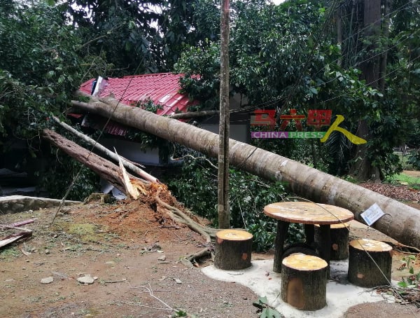 一棵大树被风雨吹倒后，压中厕所的屋顶。