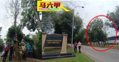 武吉南眉工业区大路旁 20大树枯死   随时倒