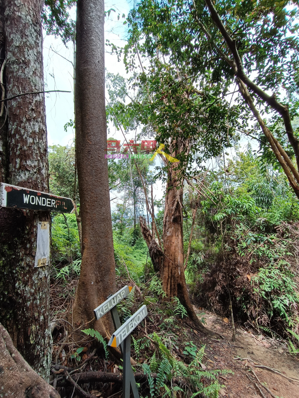 熊山设有明确的步道指标指引，避免登山客迷失在雨林间。