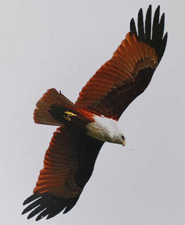 栗鸢为鹰科栗鸢属的鸟类，分布于南亚的斯里兰卡、印度、巴基斯坦、孟加拉国、东南亚和澳洲。