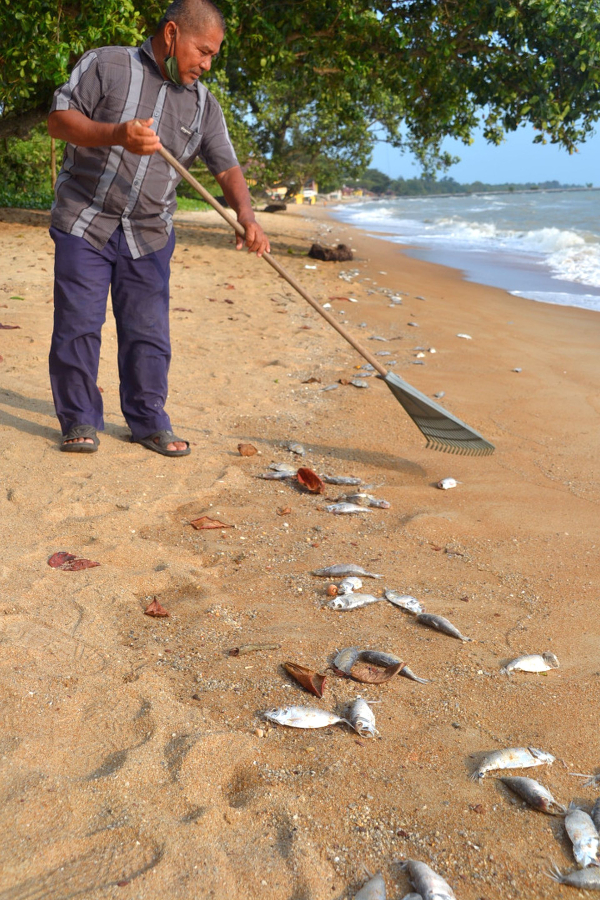 清洁工友清理海滩上的死鱼。