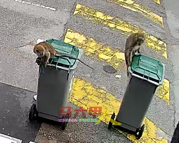 野猴聪明机智，会懂得如何打开垃圾桶觅食。