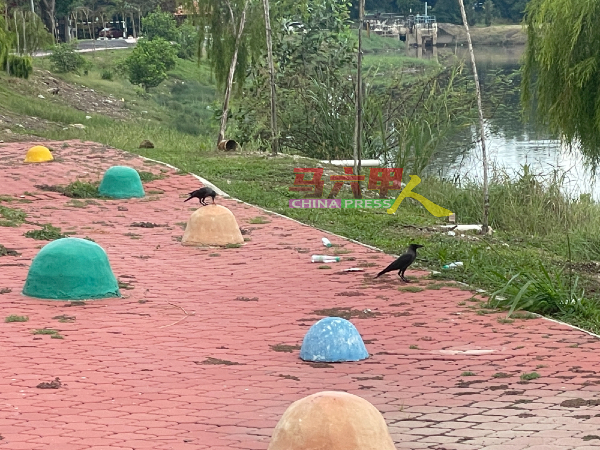 垃圾处处引来乌鸦觅食。