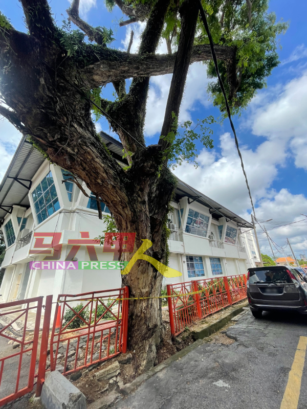 相信修剪树木程序正进行中，故当局在等待期间，将马六甲海军博物院后方一棵已倾斜的大树周围围上黄色警戒线。