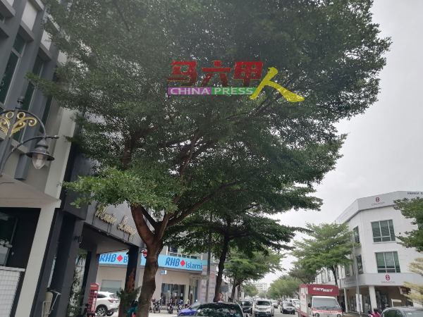 茂密树叶遮挡商店招牌。