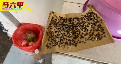 苍蝇大军闹马接翁武 数十分钟粘满贴纸