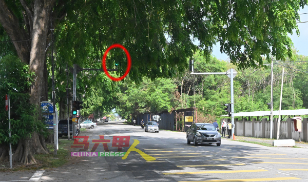 学校前的人行红绿灯被树荫遮蔽，令驾驶人士难以察觉。