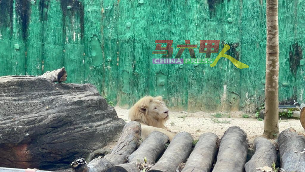 狮子是马六甲动物园的明星动物之一。