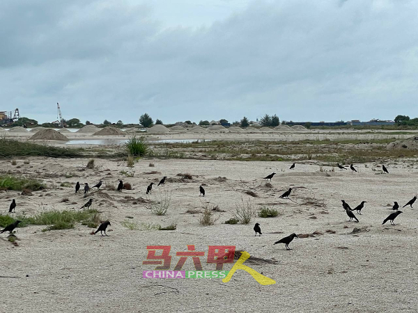 尽管《中国报》记者靠近乌鸦拍照，但根本吓不跑它们。