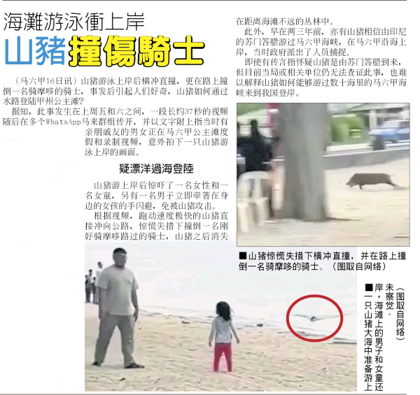 《中国报》报导有关山猪撞伤骑士事件。